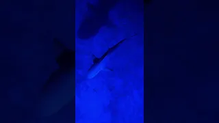 Our Nightlife is different on the boat #nightlife #sharks #underwaterworld #afterdark #sailing