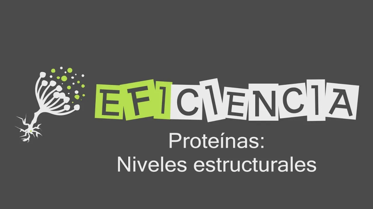 PROTEÍNAS: NIVELES ESTRUCTURALES. Estructura Primaria Secundaria Terciaria Cuaternaria