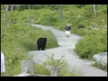 WLOS Bear chases man at Clingman s Dome in GSMNP