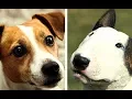 All Terrier Dog Breeds List A-Z
