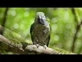 🐦 Wild Birds Singing in Nature | Peaceful Forest Ambience for Reading, Focus & Sleep