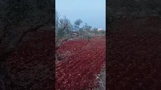 شيخنا شيخ نجيب 