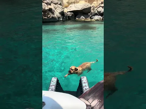 This is what paw-radise looks like 🐕👙