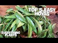 Download Lagu TOP 5 STUNNING AND EASY HOYAS FOR BEGINNERS | Rare And Common #hoya #houseplants #easycare