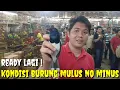 Download Lagu KEMARIN2 SEMPAT KOSONG, AKHIRNYA READY LAGI DAN KONDISI BURUNG MULUS2 SEMUA