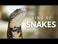 Why the King Cobra Is Unlike Any Other Snake