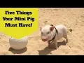 New Mini Pig Owner Five Things You Must Buy