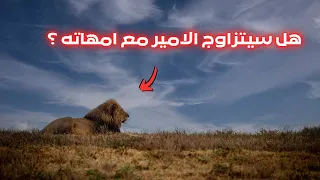 الاسد الشاب الجميل أورموتي ابن تحالف انسيكيرا بويز 