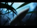 Magna Cum Laude - Videki Sanzon