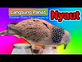Download Lagu pancingan suara tekukur KUK 1 NGALAS bikin emosi derkuku jantan untuk BUNYI.