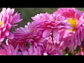Download Lagu HEALING MUSIC FOR STRESS AND ANXIETY, THE BEST COMPOSITION BY SERGEY GRISCHUK.