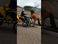 Download Lagu CAVALO ASSUSTA COM MÚSICA ONDE ELE IA  PASSAR