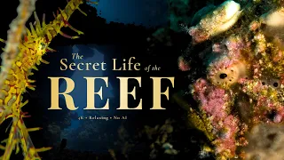 The Coral Triangle | A World Beneath the Surface (4K)