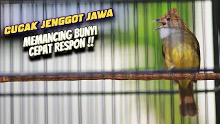 pancingan cucak jenggot jawa emosi masteran cucak jenggot cucak jenggot lokal