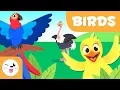 Download Lagu Birds for kids - Vertebrate animals - Natural Science For Kids