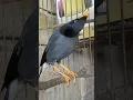 jalak kebo ngomong