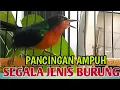 Download Lagu PANCINGAN SUARA KOLIBRI WULUNG GACOR NGEROL, BURUNG JENIS APAPUN DIJAMIN LANGSUNG NYAUT