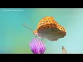 417Hz Healing Tone ! Removes Toxins and Negativity ! Wipe Out Negative Energy ! Rise Your Vibration