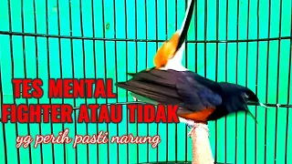 Download TES MENTAL MURAI BATU !! JADI FIGHTER ATAU DIAM  APA  NARUNG MP3