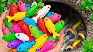 Catch beautiful aquarium fish in small pond baby turtles eels pencil fish shrimp blu xecan fish