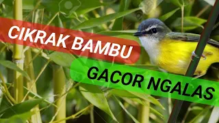 Download Cikrak Bambu Gacor Ngalas MP3