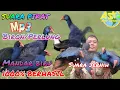Download Lagu COBA MP3 INI🎯LANGSUNG DIKEROYOK BURUNG MANDAR BIRU/BIRON/PERLUNG‼️BIRD TRAPPING✅