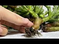 How To Propagate Gollum Jade Gollum Jade Propagation From Cutting Super Bonsai