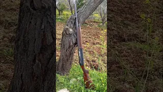 Italian Benelli Hunting Rifle بندقية الصيد الأيطالية بينيلي صيد 