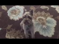 Rare Schnauzer - Brown In Color