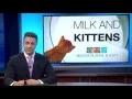 Kitten season is underway in Phoenix Cronkite News
