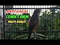 Download Lagu CENDET GACOR TOET-TOET SAMBUNG MATERI || Suara pancingan burung cendet 
