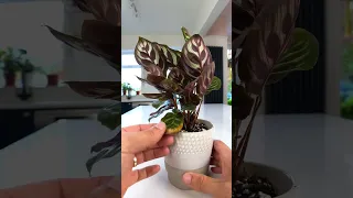 Got Brown Tips On Your Calathea 