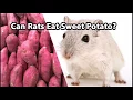 Can Rats Eat Sweet Potato