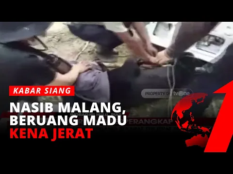 Terkena Jeratan Selama 4 Hari, Beruang Madu Dalam Kondisi Sekarat