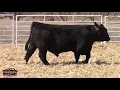 101 - 2020 Western Slope Bull Sale