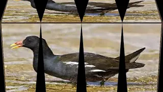 صوت دجاج ماي 