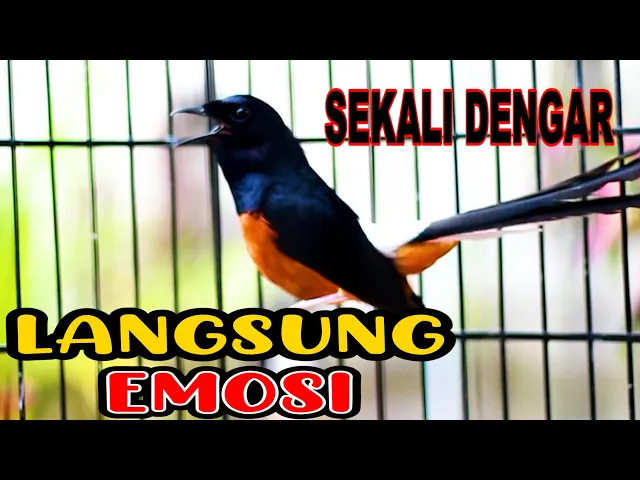 Download MP3 PANCINGAN MURAI BATU GACOR, SEKALI DENGAR AMPUH BIKIN MURAI APAPUN LANGSUNG EMOSI