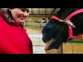 Horse Showing Her Teeth
