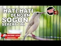 Download Lagu 🔴 Sogok Ontong Albino Sogon Leulistic Sotong Putih JARENE‼️