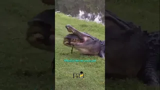 ه المره التمساح ما قدر يكسر صدفة السلحفاة العراق Turtle حيوانات Tortoise اكسبلور 