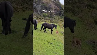 Wait for it… Dog vs Wild Horse! #shorts