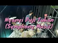 Download Lagu Nyanyi Puji Tuhan (Symphony Music) | Mike Sammy