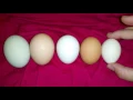 Comparing eggs sizes bantam pullet mature hen