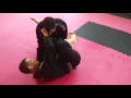 Download Lagu Triangle from the guard variation - Maven BJJ Woking