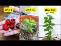 Grow Cherry Tree from Seed Step-by-Step Day 1 to Day 133