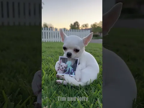 Motorcycle Thief Steals Jeffy’s Favorite Toy 😂