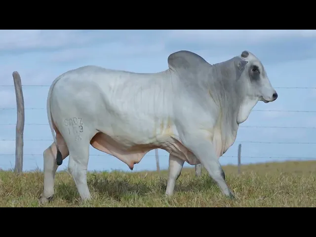 Garrote Nelore SABZ - 163