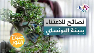 نصائح مفيدة للاعتناء بنبتة البونساي دندنها