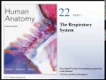 Human Anatomy Lecture - Ch 22 The Respiratory System Pt 1
