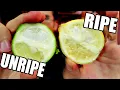 Download Lagu LIMES ARE ACTUALLY YELLOW : A Ripe/Unripe Comparison - Weird Fruit Explorer